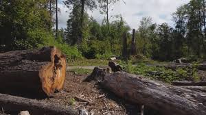 Best Tree Disease Treatment  in Kenmar, PA
