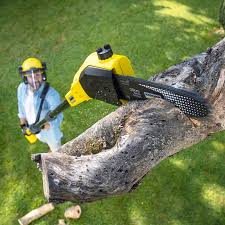 Trusted Kenmar, PA Tree Care Experts