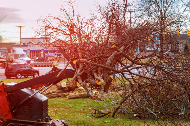 Best Fruit Tree Pruning  in Kenmar, PA