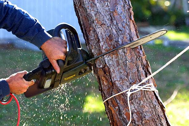 Leaf Removal in Kenmar, PA