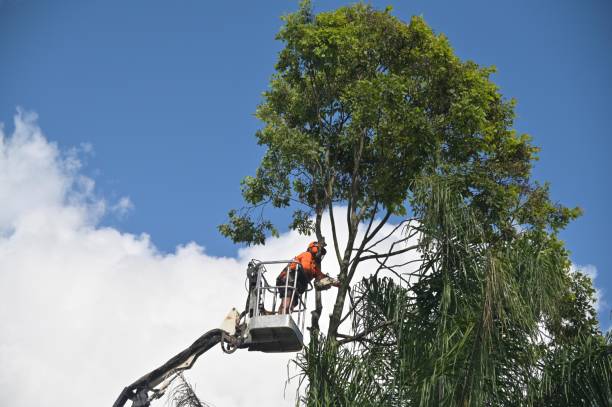 Best Emergency Tree Removal  in Kenmar, PA