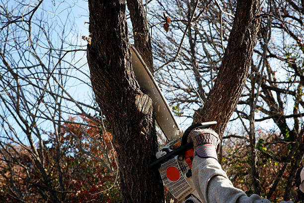 How Our Tree Care Process Works  in  Kenmar, PA